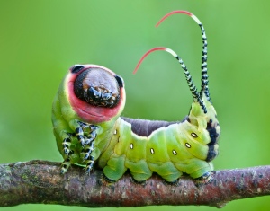 Flickr_-_Lukjonis_-_Moth_Caterpillar_-_Cerura_vinula