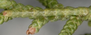 Eupithecia-phoeniceata-L3-06-1